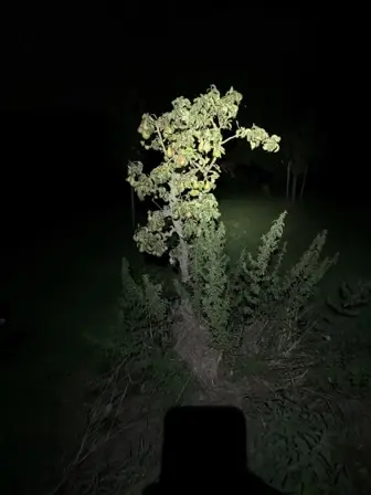 Foto treephoto-zryp048xscnm0oxyraxq30z0.jpeg