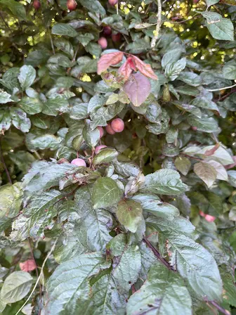 Foto treephoto-gby3oedd3yxh1wkb2r0b3ovv.jpeg