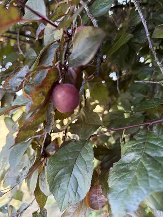 Foto treephoto-krhmf4n8gx1z9zarpwewgo1y.jpeg