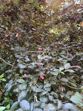 Foto treephoto-x09ra69fpyhgt76b4u1klejm.jpeg