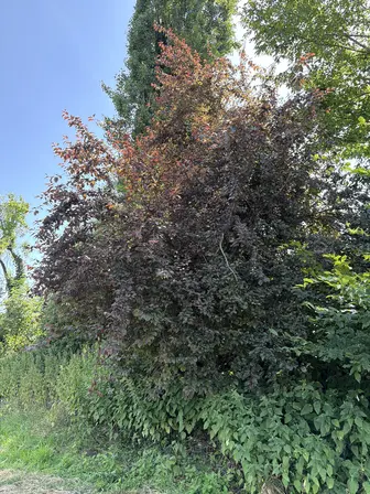 Foto treephoto-zt7te5kuuck7jp50gjyoah47.jpeg