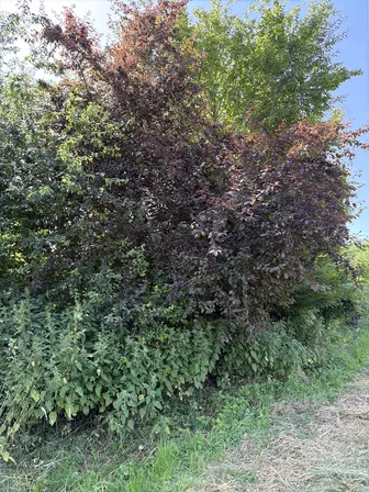 Foto treephoto-zvxrz0s8psb8y0q702un5e9y.jpeg