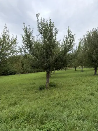 Foto treephoto-dw28n0trktihlis5rm7ncqwy.jpeg