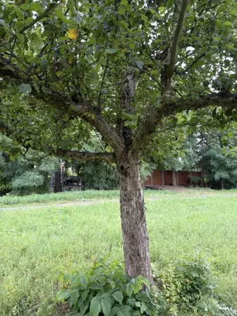 Foto treephoto-h2sj0zwak3x7ppwz2hoftxo1.jpeg