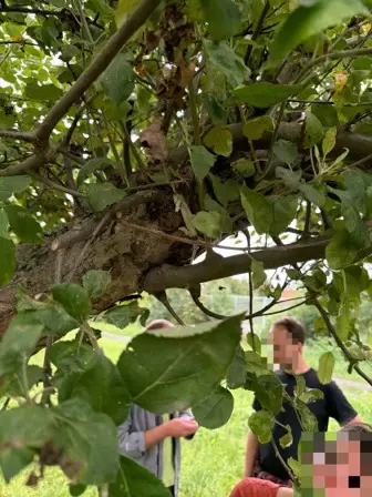 Foto treephoto-ri5s084br9q8r28w5wqxgk6b.jpeg