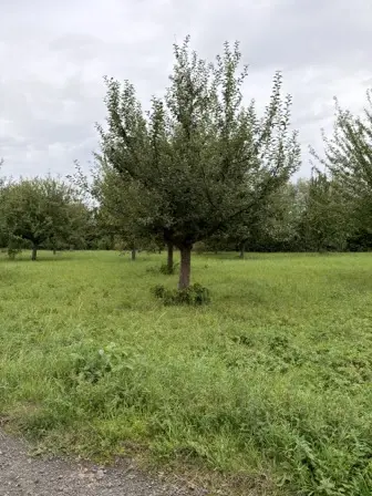 Foto treephoto-rl3jmrndp0r555fhe3fpev5j.jpeg
