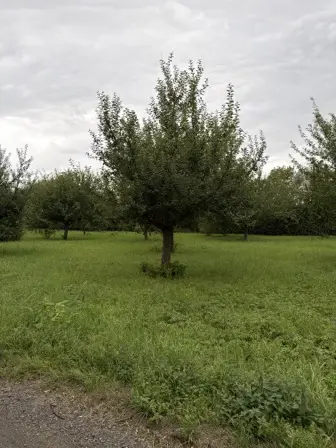 Foto treephoto-wtdrlaljbgo3rej7kt940hgz.jpeg