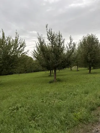 Foto treephoto-x8nbfrx5gbqy8s7bbg190iul.jpeg