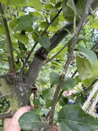 Foto treephoto-y79fzzc1kpk61kv9dncl5snk.jpeg