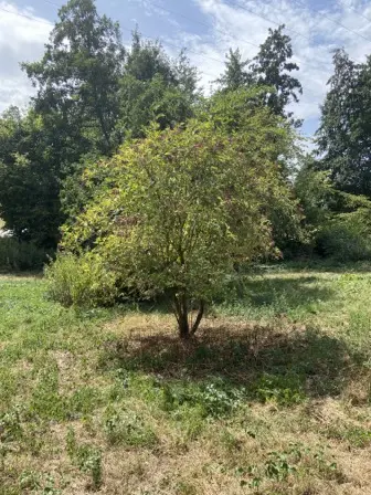 Foto treephoto-ga3zjph1bpn1g14ilbvk13zf.jpeg