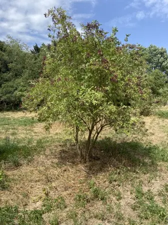 Foto treephoto-hb7smkyleyibdq6pz9ij3w5s.jpeg