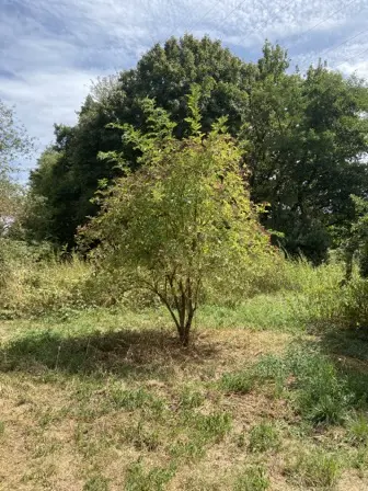 Foto treephoto-j7vn68m7zzepks3l4ywt53ie.jpeg