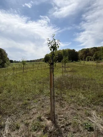 Foto treephoto-xbo8ztscl4f7chxdkmxii82n.jpeg