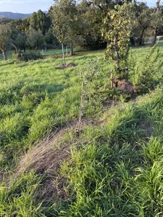 Foto treephoto-c08puuykvwl2ia9gqkur8ydl.jpeg