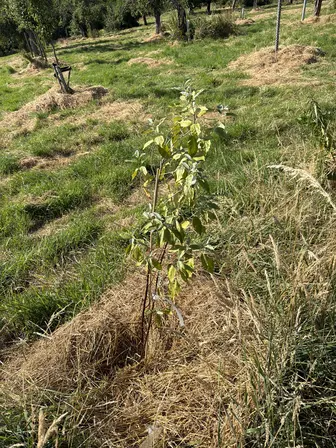 Foto treephoto-je8rl2gvupq36ku1i2vlmpsf.jpeg