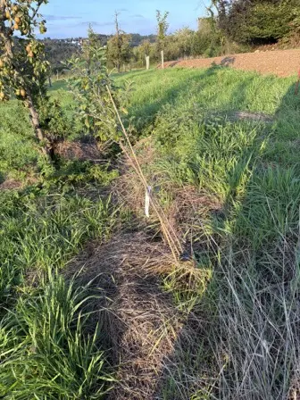Foto treephoto-mhhqbc6hwpb3kt5jnddbw5ek.jpeg