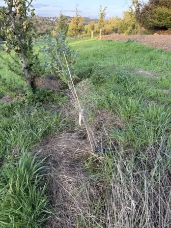 Foto treephoto-nwtn306yr909ml5x0bh2nffl.jpeg