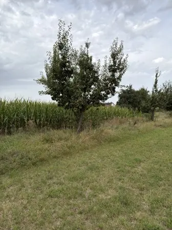 Foto treephoto-i8srwvz64110r6ddho3x9dlh.jpeg