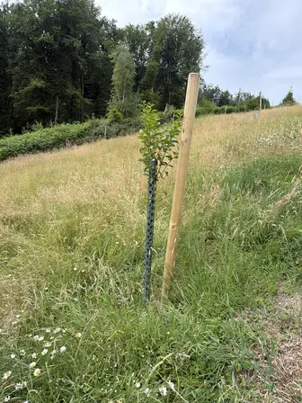 Foto treephoto-b16aywu35hvz9arx6ja9i7vi.jpeg