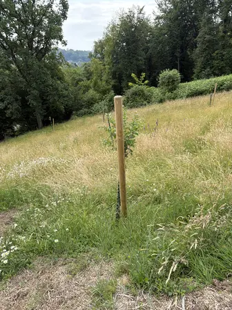 Foto treephoto-dhh49m4e6taewfzc19csdw95.jpeg