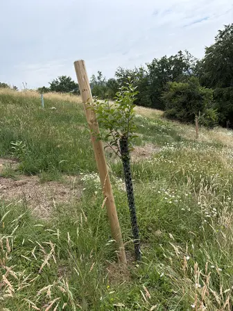 Foto treephoto-fwf67z9afglpz3shrzqmdicg.jpeg