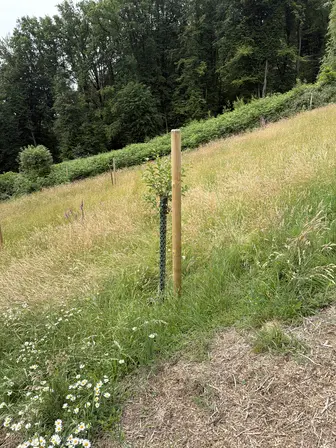 Foto treephoto-t4g1kg0kuzkoxadu448ou2cj.jpeg