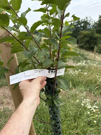 Foto treephoto-yka0kz5urbp29o4er69a75de.jpeg