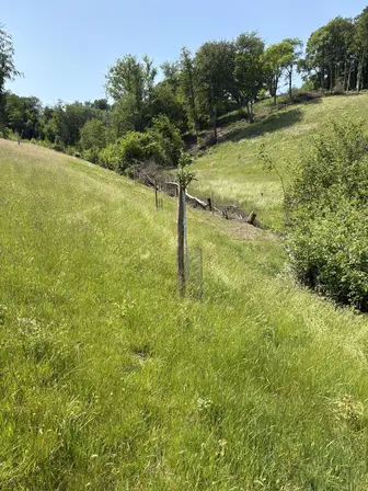 Foto treephoto-aicg4gzip3bl5ee38pppg2b7.jpeg