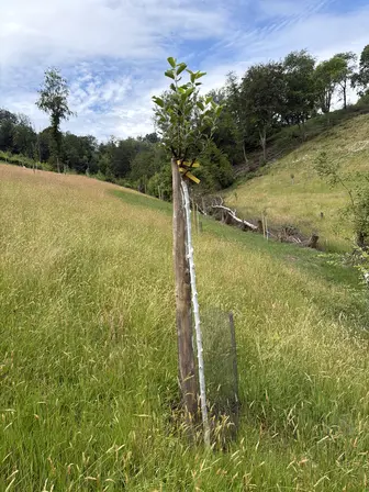Foto treephoto-cp5ys1z9fv9bt4m7bk8jj1el.jpeg