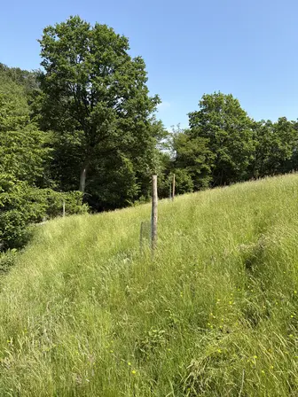 Foto treephoto-i12isvfwnlnoewjrtej7x1n2.jpeg
