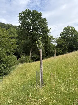 Foto treephoto-w3y3gez4vcnmrbgpbnfgnina.jpeg