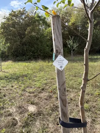 Foto treephoto-nn2q5enzd3jjq7j9cp9pwf3j.jpeg