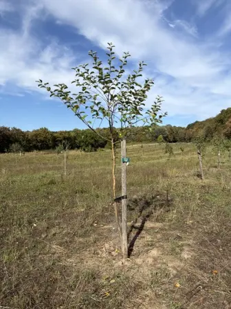 Foto treephoto-sql0cdsh3wkvj2iaam0tg0km.jpeg