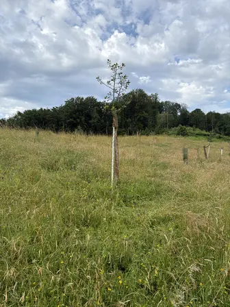 Foto treephoto-asukjsy7y13cehpyg8jqjmub.jpeg