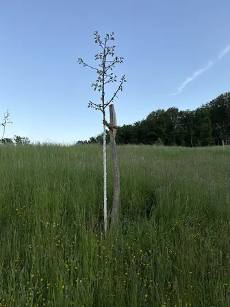 Foto treephoto-i12hor0o4wmnq41d89jidg5g.jpeg