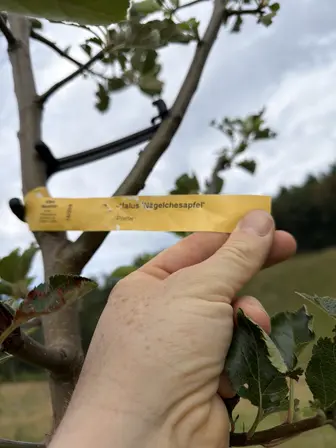 Foto treephoto-i35m5ckigbd0395hpyt33j7m.jpeg