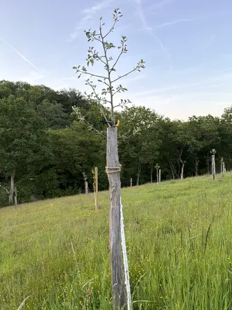 Foto treephoto-ir2wyd5yx1xba1uj25qw7mzo.jpeg