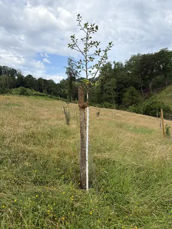 Foto treephoto-t1tjh4s3nriajlkf9myjd0ch.jpeg