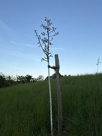Foto treephoto-ueyesq4j35icfk51f168v74l.jpeg