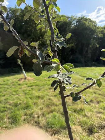 Foto treephoto-mknejf953v1og28r7h00b62s.jpeg