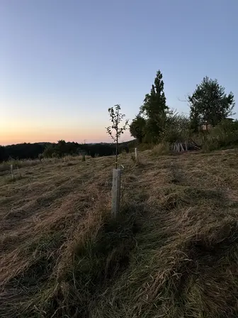 Foto treephoto-o46f27dgdba408evpw8phevd.jpeg