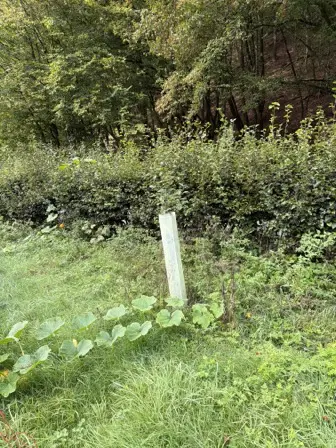 Foto treephoto-iszd6e5fr0148yd8ij6cuuwb.jpeg