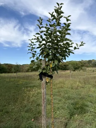 Foto treephoto-y2wmaaktpqy8glv4wae5aibi.jpeg