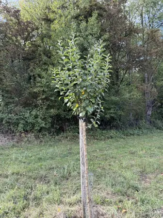 Foto treephoto-zmyejx3vmop3nfao83ynvc16.jpeg