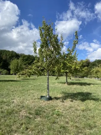 Foto treephoto-b2w1haz7xhpy165l9yhziwzp.jpeg