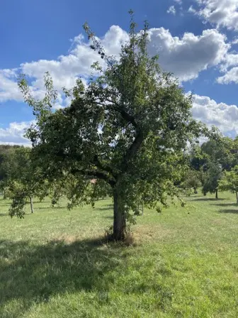 Foto treephoto-l0blt12zjebnq3hv1jhe7cbj.jpeg
