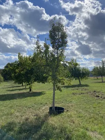 Foto treephoto-s3r799pxssqu7czgo7o9zl3c.jpeg