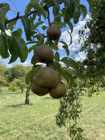Foto treephoto-wc2tv5n4g1u9gzf1nu4536dx.jpeg