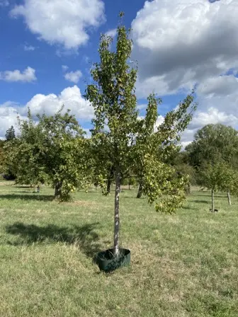 Foto treephoto-x27q0ow93yvojnedz9fzqlm3.jpeg