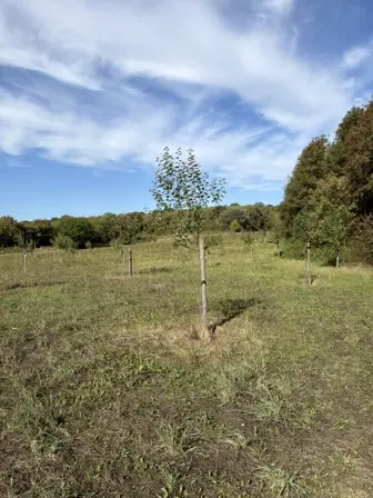 Foto treephoto-tqrybpelvxqied7l4augxm0t.jpeg